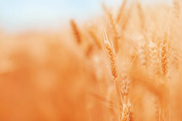 Ripe Oogst Klaar Tarwegewassen Veld Zomer Graangewassen Teelt Selectieve Focus — Stockfoto