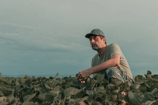 Ciddi Derecede Endişeli Bir Tarım Çiftçisi Tarladaki Yeşil Soya Ekinlerini — Stok fotoğraf