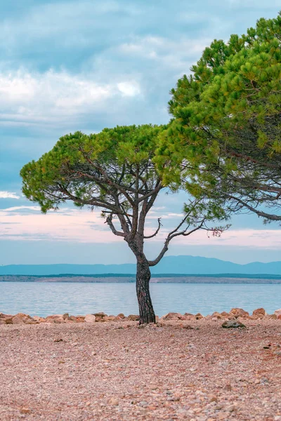 European Red Pine Pinus Sylvestris Croatian Adriatic Sea Coast Town — Stock Photo, Image