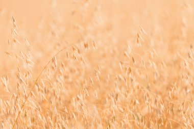 Olgun yulaf tarlasında hasat için hazır, rüzgarda sallanan, seçici odaklı