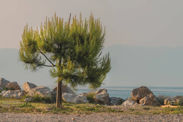 Europese Rode Den Pinus Sylvestris Aan Kroatische Adriatische Kust Vroege — Stockfoto
