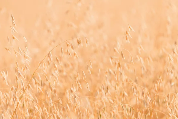 Olgun yulaf tarlasında hasat için hazır, rüzgarda sallanan, seçici odaklı