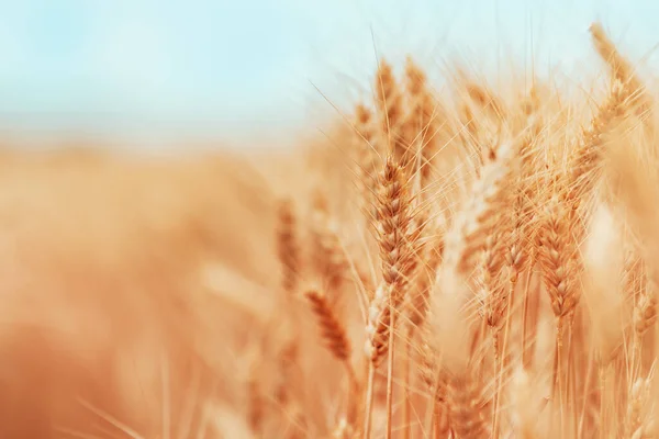 Спелый Урожай Готовых Пшеничных Культур Летом Выращивание Зерновых Растений Селективный — стоковое фото