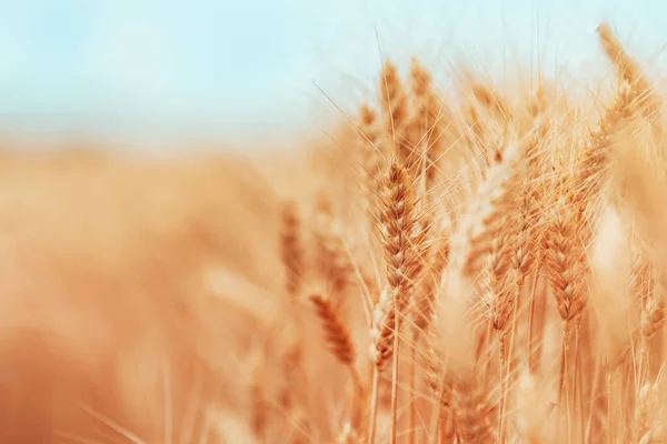 Colheita Madura Campo Culturas Trigo Pronto Verão Cultivo Plantas Cereais — Fotografia de Stock