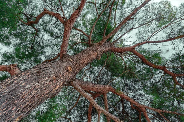 Pinheiro Vermelho Europeu Pinus Sylvestris Costa Marítima Adriático Croata — Fotografia de Stock