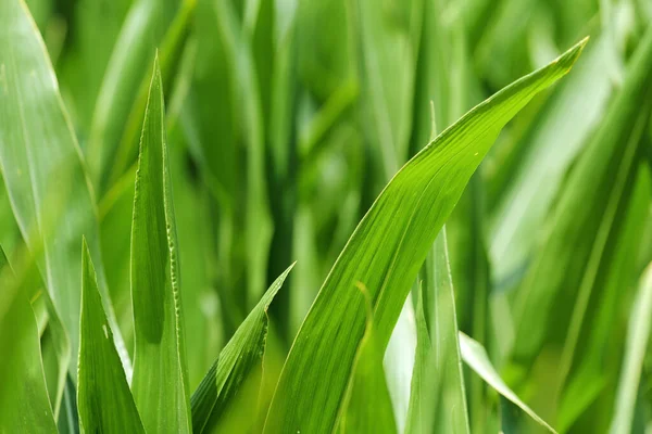 Corn Crop Plantation Green Maize Leaves Closeup — Stockfoto