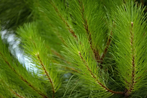 Europeisk Rödtall Pinus Sylvestris Vid Kroatiens Kust Mot Adriatiska Havet — Stockfoto