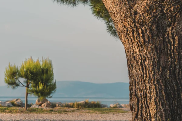 Европейская Красная Сосна Pinus Sylvestris Хорватском Побережье Адриатического Моря Ранним — стоковое фото