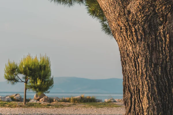 Pino Rosso Europeo Pinus Sylvestris Sulla Costa Adriatica Croata All — Foto Stock