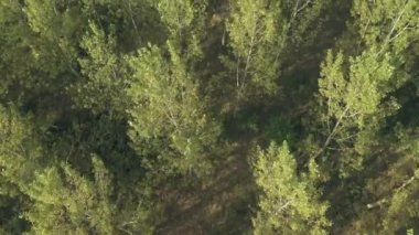 İnsansız hava aracından yeşil kavak ağacı ormanı, yaz günbatımında kavak ağaçlarının havadan görünüşü