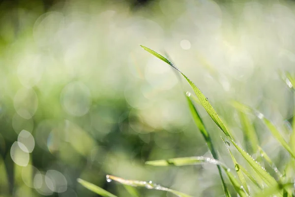 Morning Dew Green Grass Blades Springtime Selective Focus — Foto Stock