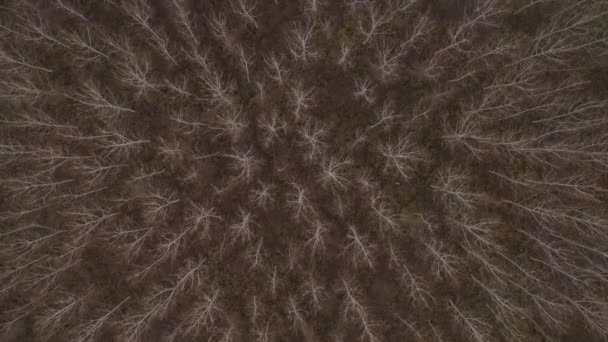 空中俯瞰着隐秘的森林 枝条光秃秃的 从上面看那令人毛骨悚然的抽象风景 — 图库视频影像