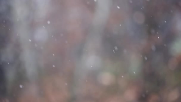 冬季降雪的手持慢镜头 背景优美 有选择性地聚焦 — 图库视频影像