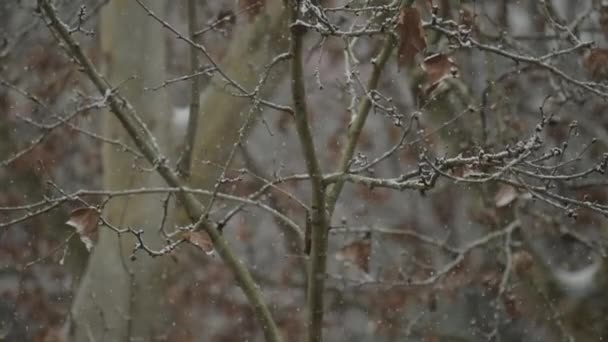 Зимой Снег Снежинки Против Старых Ветвей Кленовых Деревьев — стоковое видео