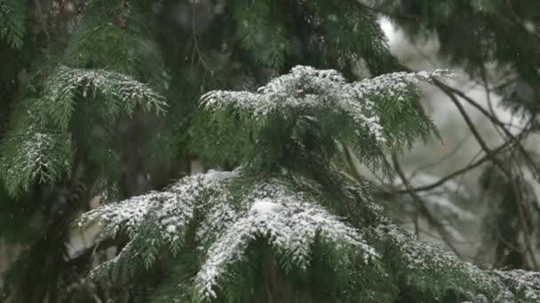Thuja Δέντρο Και Νιφάδες Χιονιού Τον Ιανουάριο Τον Καιρό Και — Αρχείο Βίντεο