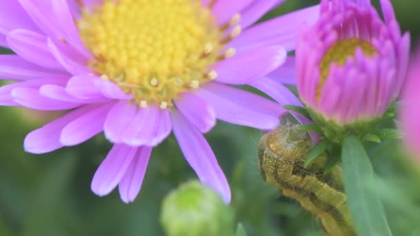 Green Caterpillar White Lined Sphinx Eating Flower Closeup Macro Shot — Vídeo de Stock