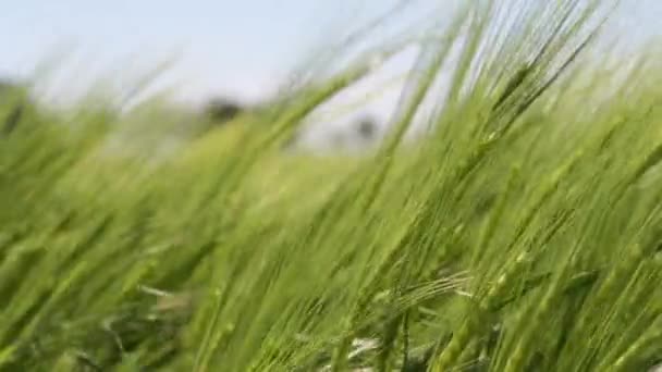 Viento Verano Paisaje Rural Vista Bajo Ángulo Las Plantas Balanceándose — Vídeo de stock