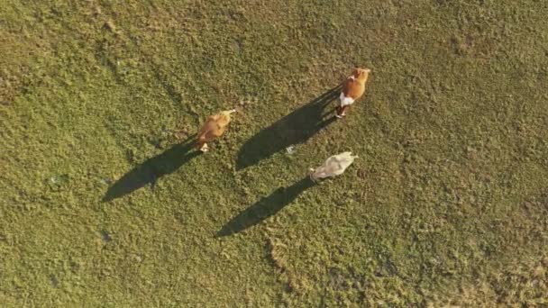 三头奶牛在草原上吃草 在草地上投下阴影 空中俯瞰 — 图库视频影像