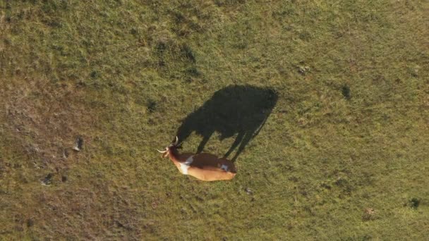 Kráva Pasoucí Louce Pastvin Vrhající Stín Trávníkové Pole Letecký Výhled — Stock video