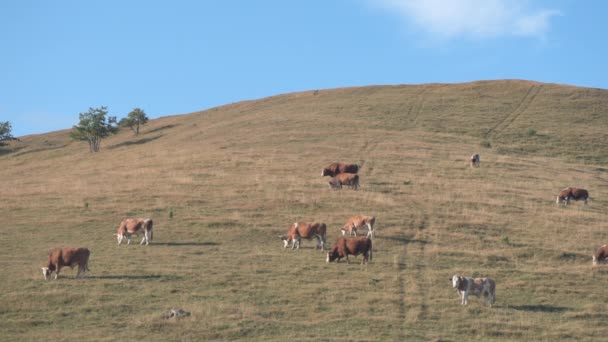 Stado Krów Wypasane Jest Zboczu Wzgórza Pastwiskowego Piękna Sceneria Regionu — Wideo stockowe
