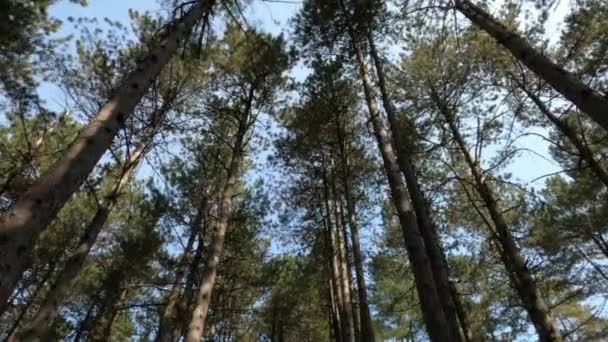 Nízký Úhel Pov Záběr Chůze Lesem Borového Dřeva Podzim — Stock video