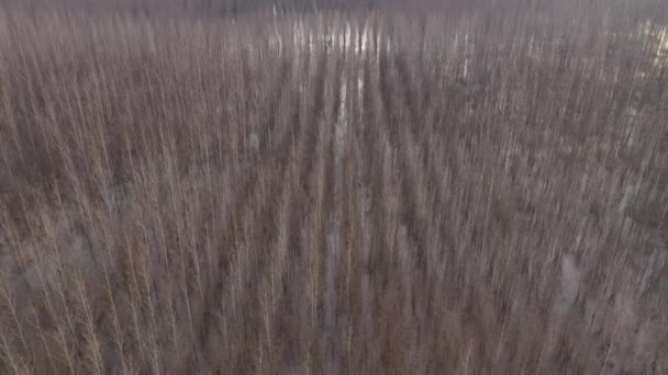 Widok Lotu Ptaka Zalanego Lasem Bawełnianym Drona Pov Zimowe Popołudnie — Wideo stockowe