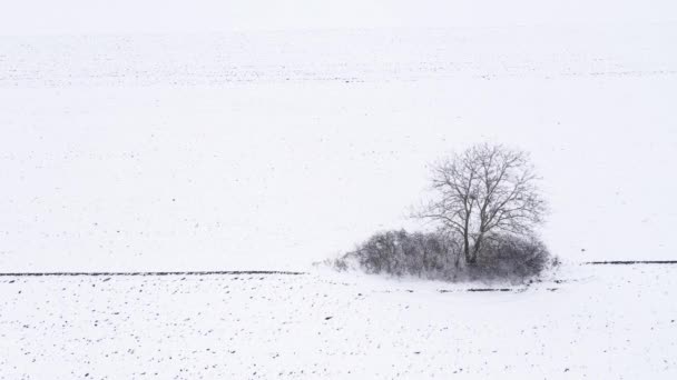 寒い冬の朝に雪で覆われたフィールド内の孤独な木の空中ビュー ドローンのPov高角度ビュー写真 — ストック動画