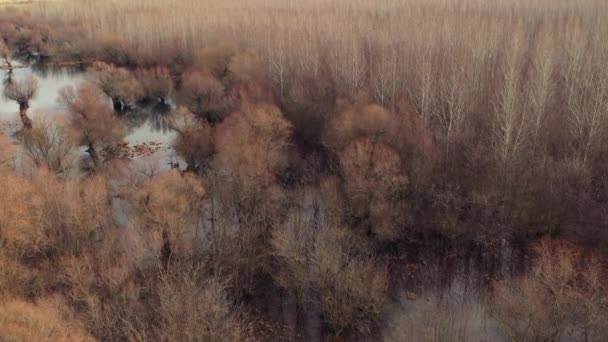 Luchtfoto Van Rivier Tisza Tisa Ossenboog Van Drone Pov Moerassig — Stockvideo