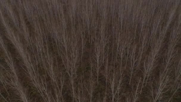 秋には裸の木の枝を持つ人里離れた森林地帯の空中ビュー 上から不気味な抽象的な風景 — ストック動画
