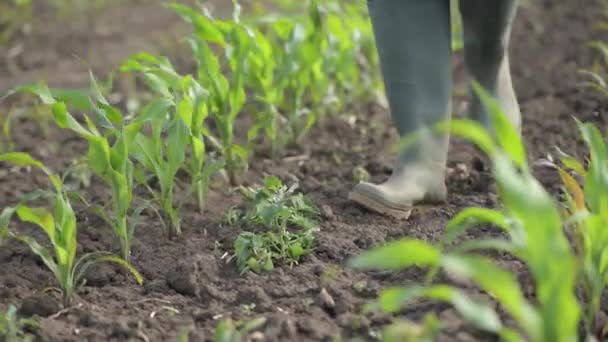 Female Farmer Walking Examining Young Green Corn Crops Field Woman — Stockvideo