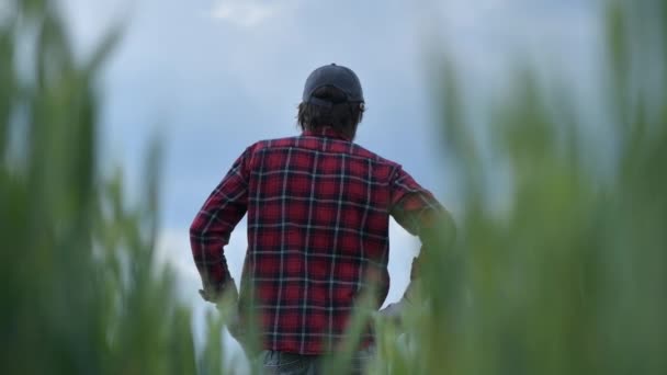彼の栽培した穀物畑を見て責任ある小麦農家の農学者 農地にポーズをとる男性農業労働者 — ストック動画