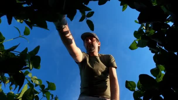 Farm Worker Soybean Field Bright Sunny Summer Day Low Angle — Vídeo de stock