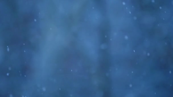 Snowing Winter Snowflakes Cold Blue Background Slow Motion Selective Focus — Stock video