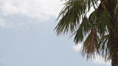 Yazın tropik deniz manzarasında palmiye ağaçları, yaz tatili ve tatil geçmişi