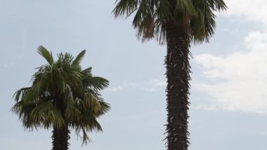 Yazın tropik deniz manzarasında palmiye ağaçları, yaz tatili ve tatil geçmişi