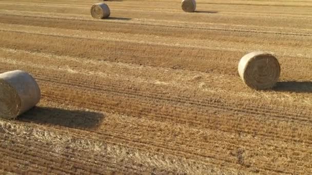 Aerial Shot Rolled Hay Bales Harvested Wheat Field Drone Pov — Stockvideo
