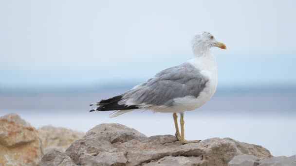 Ptak Mewa Stojący Skale Brzegowej Ostrość Selektywna — Wideo stockowe