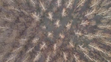Kışın öğleden sonra drone pov 'dan gelen su basmış pamuk ormanlarının hava manzarası.