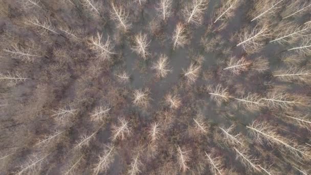 冬の午後の無人機のPovからの浸水綿の森の空中ビュー トップビュー — ストック動画