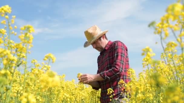 농부인 농학자는 밭에서 유채를 재배하는 농장에서 일하는 선택적으로 집중하는 조사한다 — 비디오