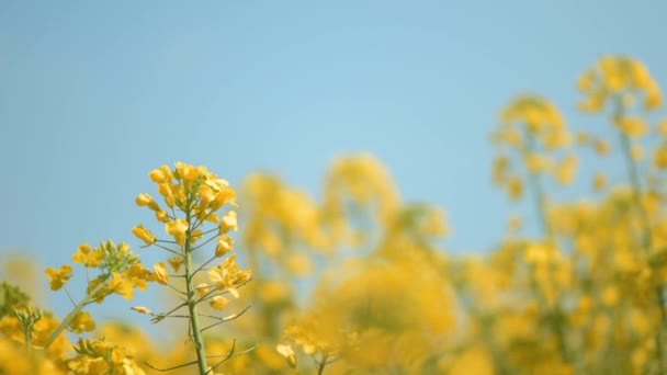 Ріпак Канола Олійний Жовті Квіти Культивованому Полі Вирощування Насіння Brassica — стокове відео