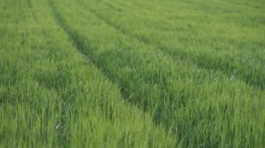 Cultivated green wheat field, high angle view as abstract natural texture