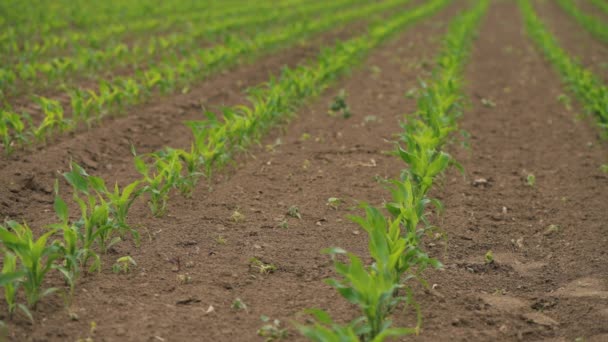 フィールドでのトウモロコシの芽 視点の減少 選択的フォーカス — ストック動画