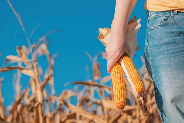 Женщина Фермер Держит Собранное Ухо Кукурузы Поле Избирательный Фокус — стоковое фото