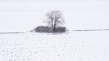 Aerial shot of lonely tree in countryside meadow in winter, fields covered in snow from drone pov