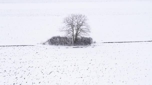 Aerial Shot Lonely Tree Countryside Meadow Winter Fields Covered Snow — Stock videók