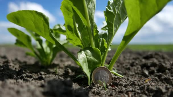 シュガービート栽培利益 フィールド内のユーロコインや作物と概念的なイメージ 選択的な焦点 — ストック動画
