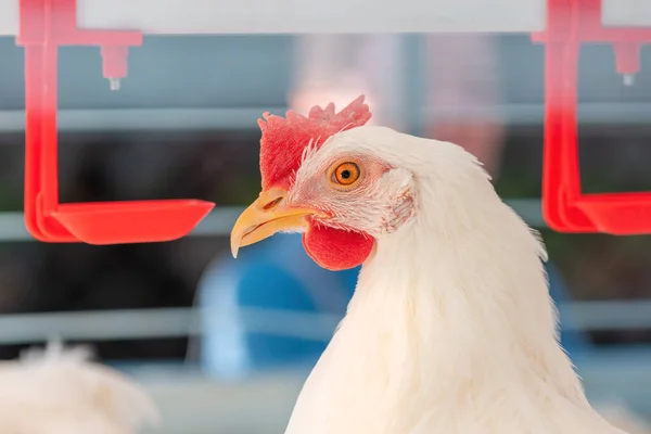 Close Chicken Hen Drinking Water Cage Selective Focus — Stock Photo, Image