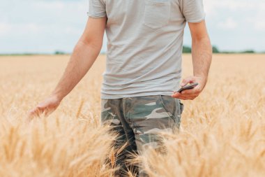 Farmer with smartphone checking up on development of wheat crops in field, using modern technology in agricultural activity