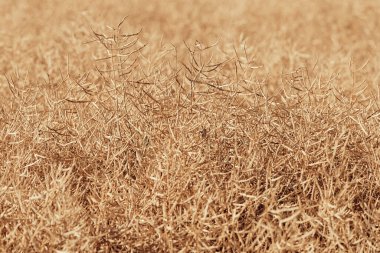 Olgun kolza tohumu ekimi hasat için hazır, seçici odaklanma